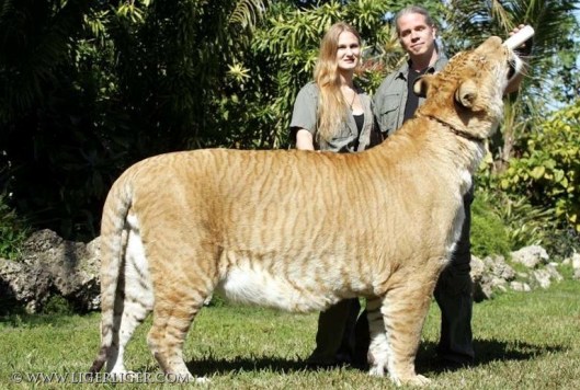 Liger The Biggest Cat In The World The Notepad