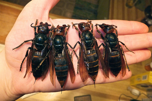 japenese-giant-hornets.jpg